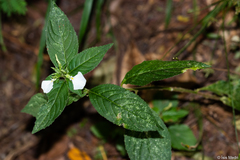Pombalia communis