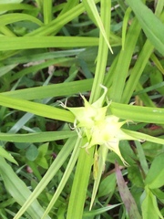 Carex grayi