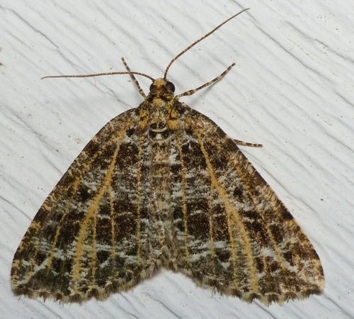 Yellow-veined Geometer Moth