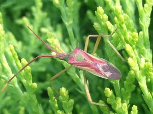 Gonocerus longicornis · iNaturalist