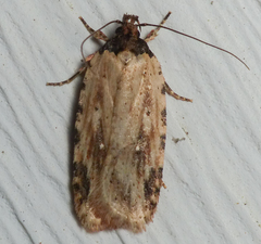 Agonopterix atrodorsella