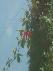 Coccinea