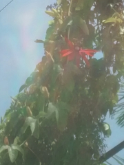 Coccinea