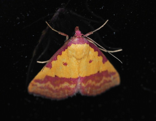 Pink-bordered Yellow photo 2