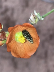 Acmaeodera bowditchi