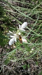 Chauliognathus scutellaris