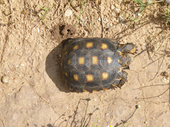 Berlandier's Tortoise photo 4