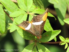 Adelpha syma