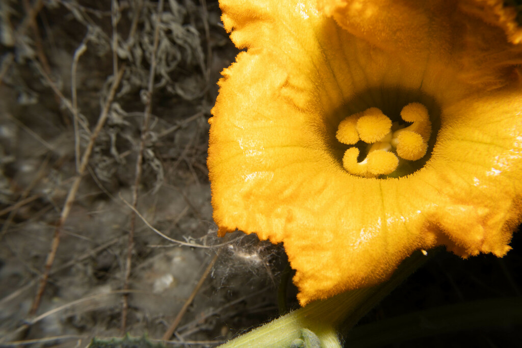 Buffalo Gourd from Meade County, KS, USA on May 21, 2024 at 07:55 AM by ...