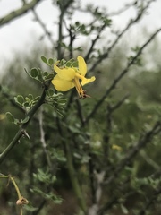 Parkinsonia texana macra
