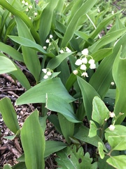 Convallaria