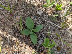 Helianthus occidentalis