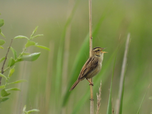 Foto de Aquatic Warbler
