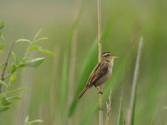 Aquatic Warbler photo 2