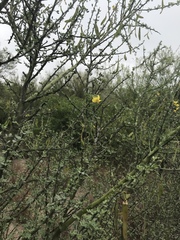 Parkinsonia texana macra