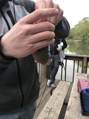 Lepomis gibbosus × cyanellus