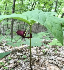 Trillium vaseyi