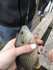 Lepomis gibbosus × cyanellus