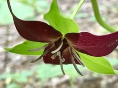 Trillium vaseyi