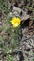 Xanthisma texanum drummondii
