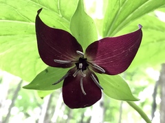 Trillium vaseyi