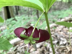 Trillium vaseyi