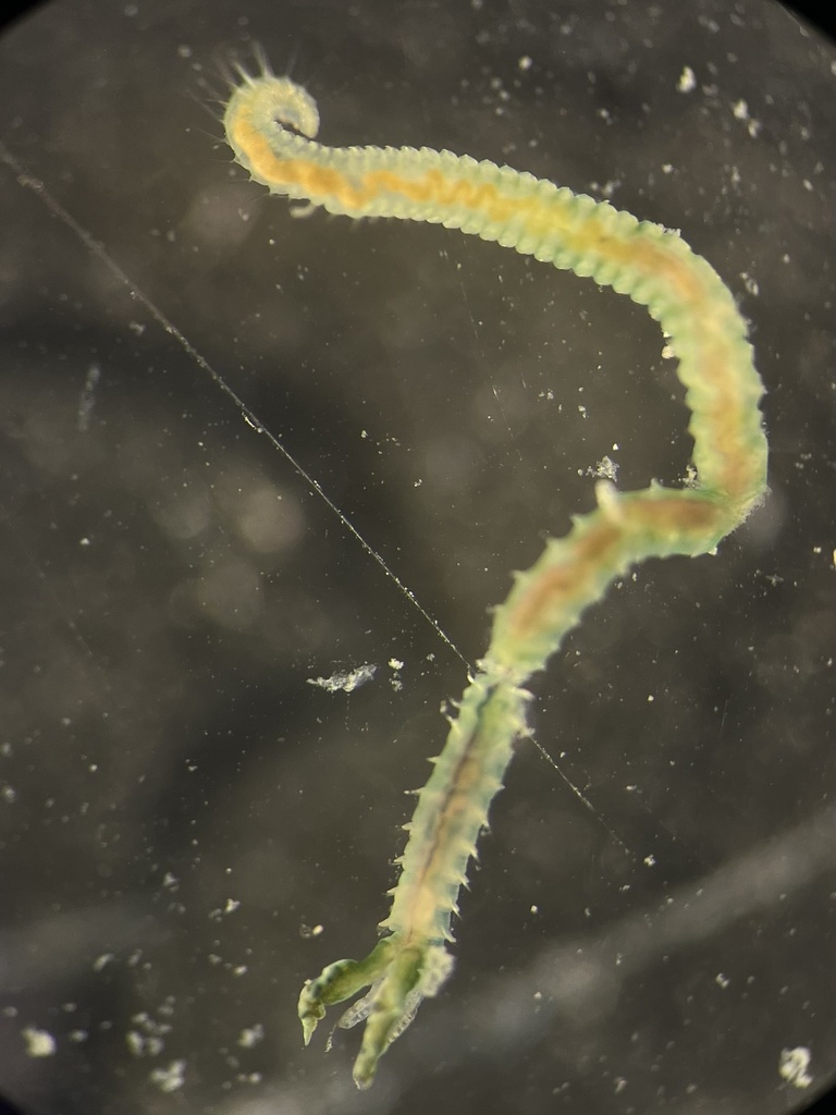 Streblospio shrubsolii