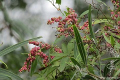 Muehlenbeckia sagittifolia