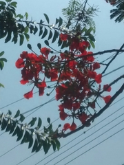 Delonix regia