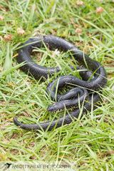 Lampropeltis nigra