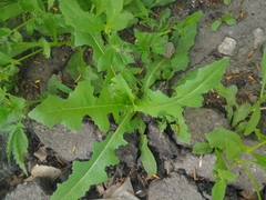 Lactuca serriola