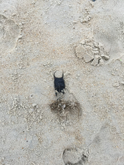 Rostroraja eglanteria