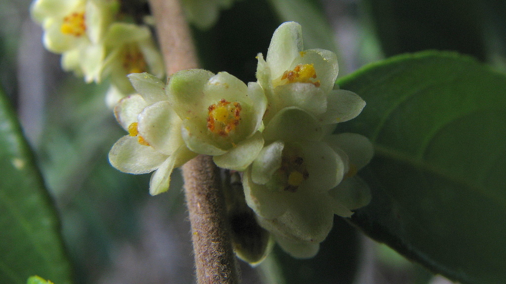 Casearia arborea