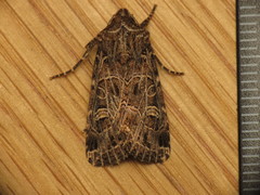 Sideridis reticulata