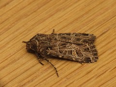 Sideridis reticulata