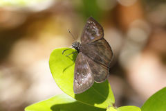 Ephyriades brunnea
