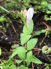 Spigelia gentianoides