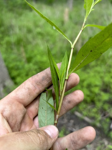 Dotted Smartweed foliage