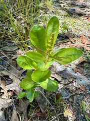 Karen Guin, CC BY, iNaturalist via GBIF Stillingia sylvatica, photograph Karen Guin, CC BY, iNaturalist via GBIF