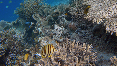 Chaetodon octofasciatus