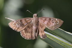 Ephyriades brunnea