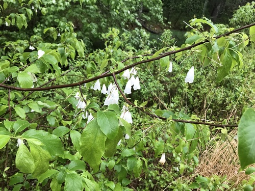mountain silverbell — photo 1