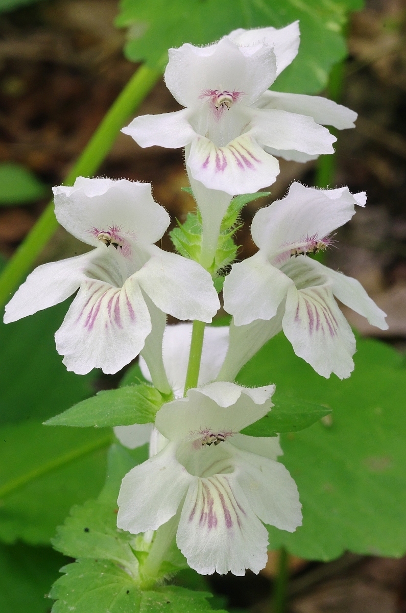 Synandra hispidula