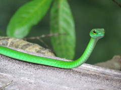 Leptophis ahaetulla