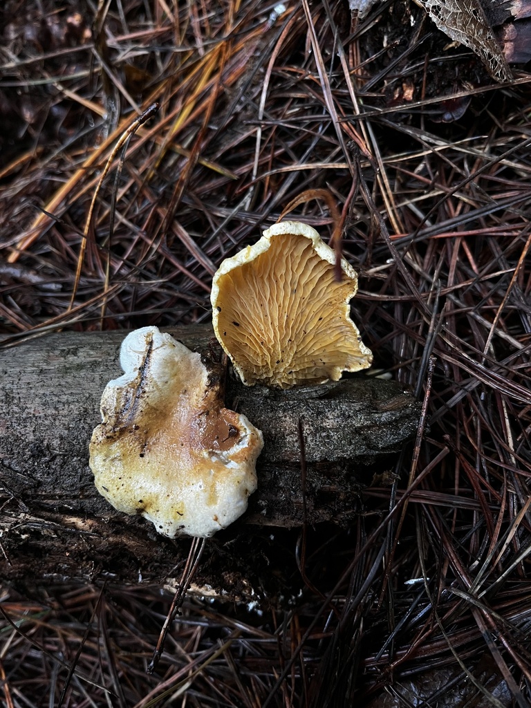 Tapinella panuoides · May 2024 · photo: © sur_endemico (iNaturalist, cc-by-nc)