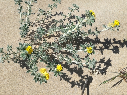 Erba medica delle spiagge