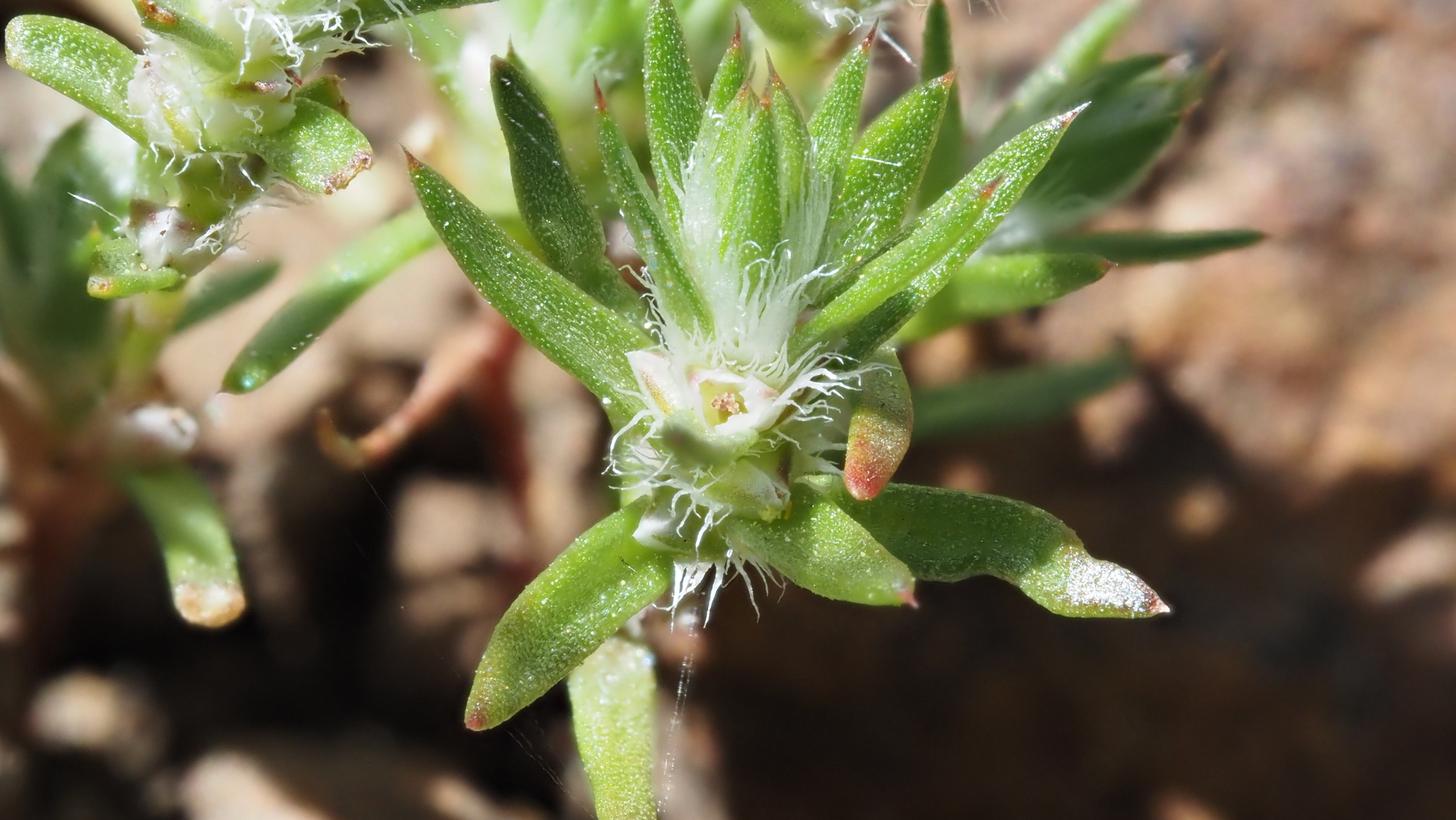Polygonum parryi