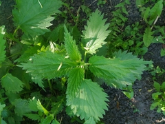 Urtica dioica