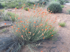 Sphaeralcea angustifolia