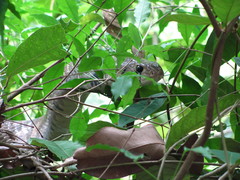 Drymarchon melanurus